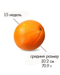 15 недель апельсин.jpg